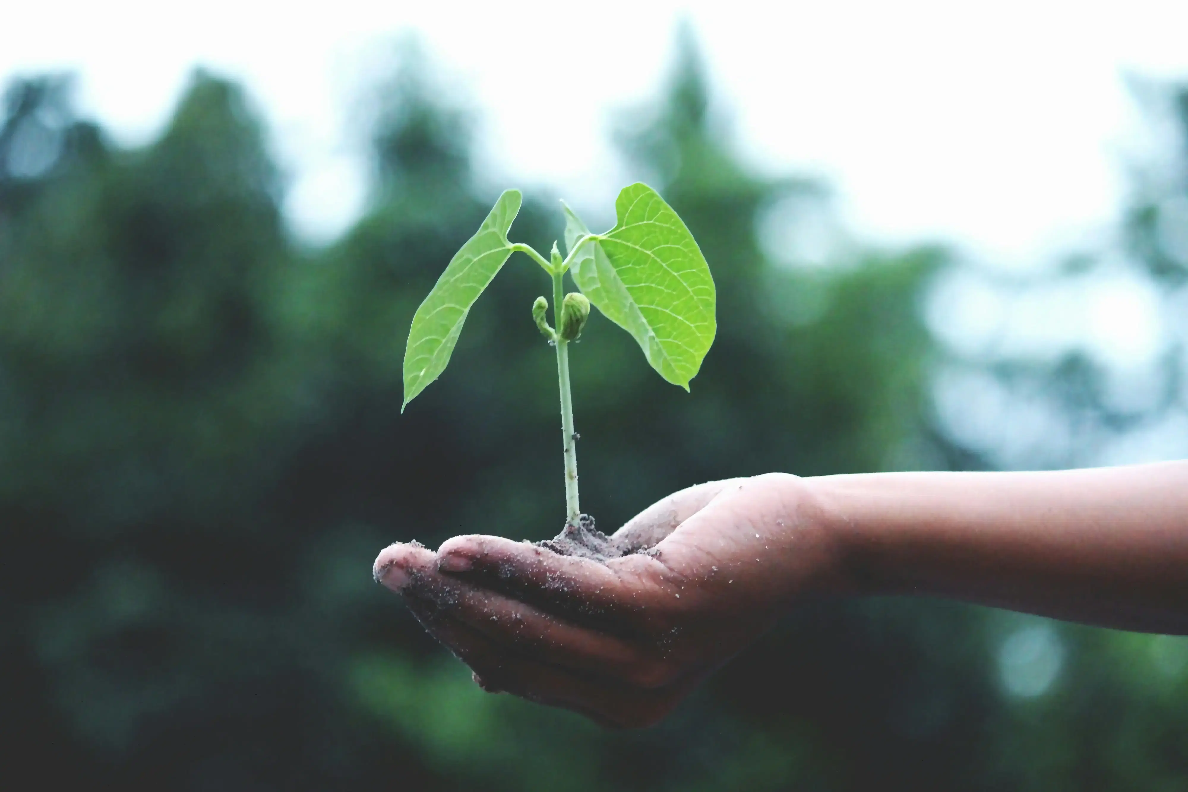 Hand holding a plant — our commitment to sustainability